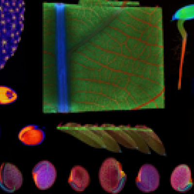 Collage of various synchrotron X-ray fluorescence microscopy images of hyperaccumulator plants. The colours denote different elements. This data was acquired on the X-ray Fluorescence Microscopy beamline of the Australian Synchrotron (part of ANSTO), Victoria, Australia.
